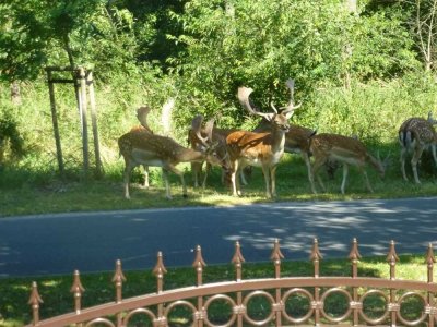 Keine Hunde! Sanierter Bungalow mit Home Office Nebengelass auf sonnigem Grundstück am Waldrand