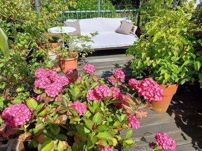 Altbau-Wohnung im Frankenberger Viertel mit großer Süd-Terrasse