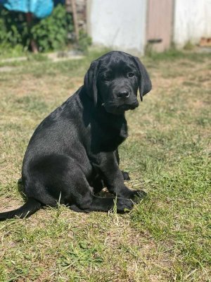 ERFÜLLEN SIE SICH IHRE GRÖSSTEN LEBENSTRÄUME: FAMILIENGLÜCK, HAUS UND HUND!