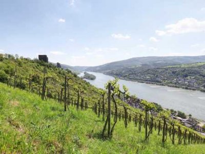 Rheingau Idylle # ehemaliges Weingut mit mehreren Gebäuden