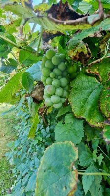 Grüne Oase * 2 - Familienhaus Töging Nähe München großer wunderschöner Garten