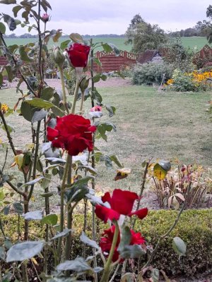 HERBSTANGEBOT!!! - EIN KLEINER BAUERNHOF IN DER UCKERMARK ERWARTET SIE HIER!