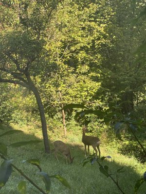 Charmante 2,5-Zimmer-Wohnung mit Naturblick – Erstbezug nach Sanierung!