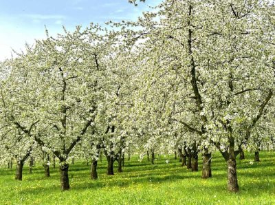 WOW.Rarität Ehemaliger Bauernhof im Markgräflerland!
Traumhafter Innenhof/ Scheune/ Winzerkeller us