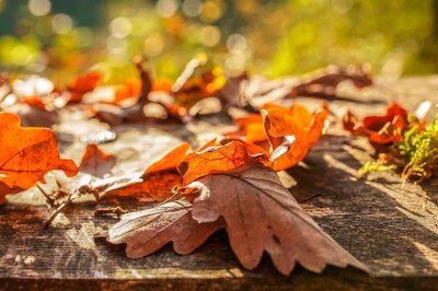 Ein Ort für goldene Herbstmomente - Finden Sie Ihr Glück im eigenen Zuhause