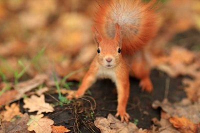 Das perfekte Nest für gemütliche Herbsttage - Luxuriöses Traumhaus ganz nach Ihren Vorstellungen