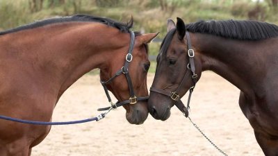 Profi-Reitanlage mit 40er Halle und 60er Platz zu verkaufen